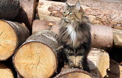 Abenteuer-Urlaub mit Katze