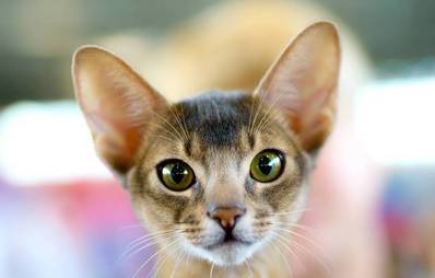 Abessinierkatze