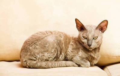 Ägyptische Mau Katze