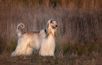Afghanischer Windhund im Porträt