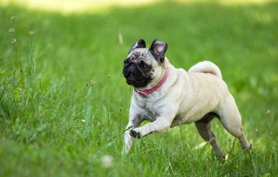 AGILAs Top 10 Hunderassen 2011