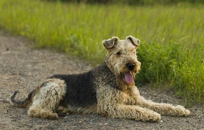 Airedale Terrier