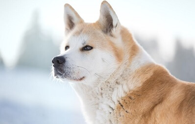 Akita Inu - große japanische Hunderasse