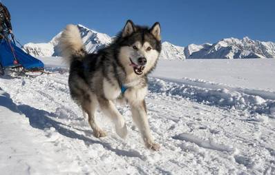 Alaskan Malamute