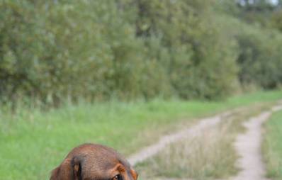 Alpenländische Dachsbracke