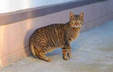 American Bobtail Shorthair