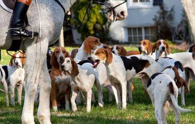 American Foxhound