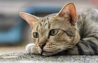 American Shorthair