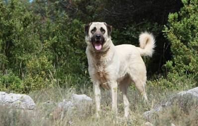 Anatolischer Hirtenhund