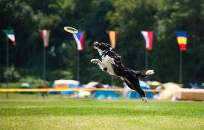 Hundefestival Special Dog Days