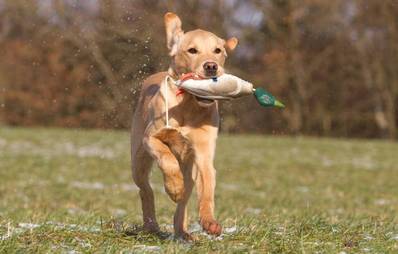Apportieren Hunde