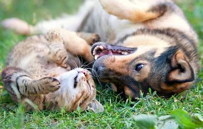 Artgerechte Hundehaltung