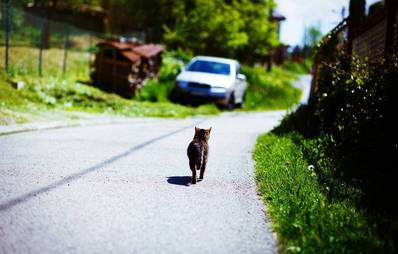 Auf der Flucht- wenn Katzen ein neues Zuhause suchen