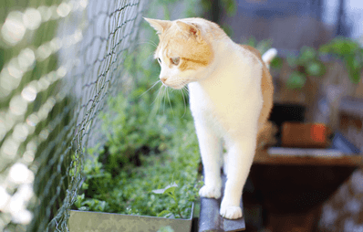 Tipps für einen katzensicheren Balkon