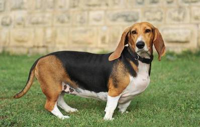 Basset Artesien Normand