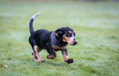 Basset bleu de Gascogne
