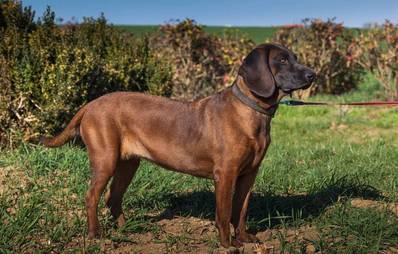 Bayrischer Gebirgsschweisshund