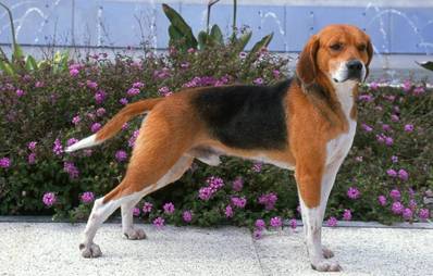 Beagle Harrier