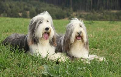 Bearded Collie