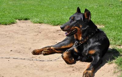 Beauceron
