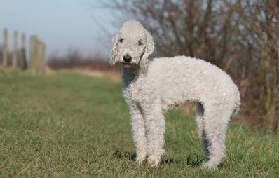 Bedlington Terrier