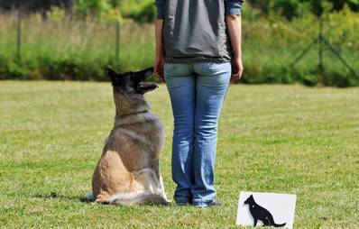 Begleithundeprüfung