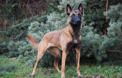 Belgischer Schäferhund