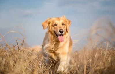 Beliebteste Hunderassen 2012