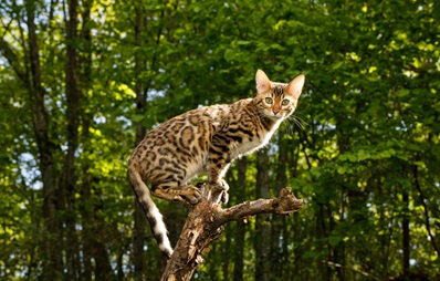 Bengalkatze: Exotischer Wirbelwind