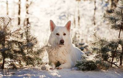 Berger Blanc Suisse