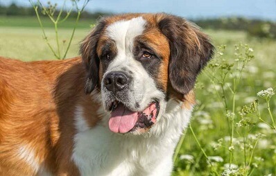 Bernhardiner - Rasseporträt