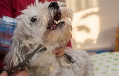 Berufe mit Hund - Der Hundefriseur