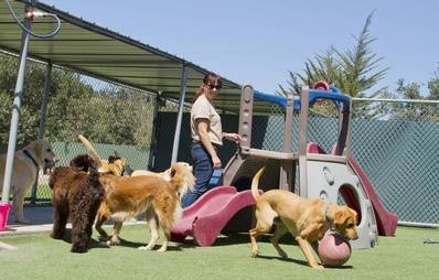 Berufe mit Hund: Der Hundepensionsbetreiber