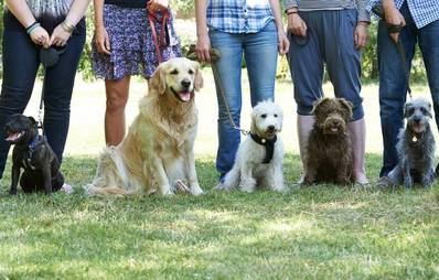 Besuch einer Hundeschule