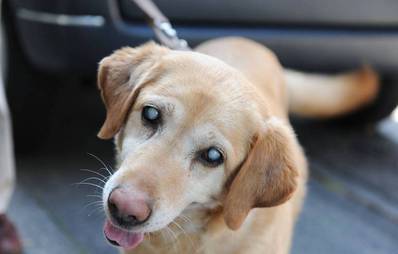 Blinde Hunde- der richtige Umgang