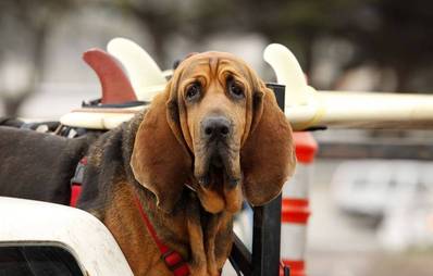 Bluthund (Bloodhound)