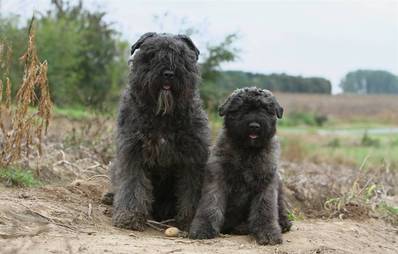 Bouvier des Flandres