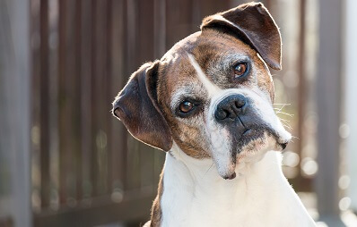 Deutscher Boxer neigt niedlich den Kopf
