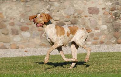 Bracco Italiano