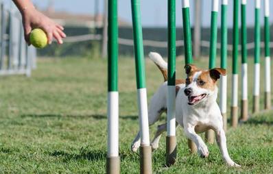 Breitensport für Hund und Besitzer