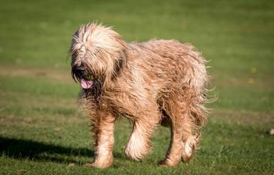Briard