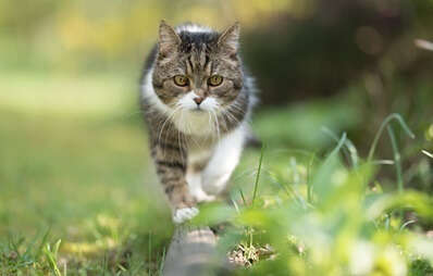 British Kurzhaar Katze balanciert auf einem Holzbalken im Gras.