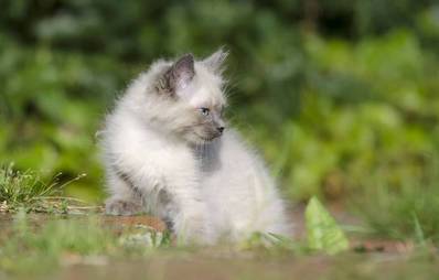 Britisch Langhaar Katze