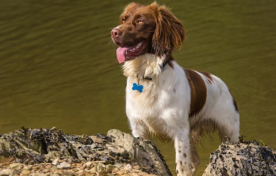 Buchtipp: Max - der Lebensretter