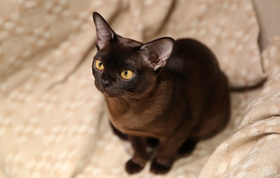 Burma Katze