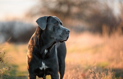 Cane corso italiano