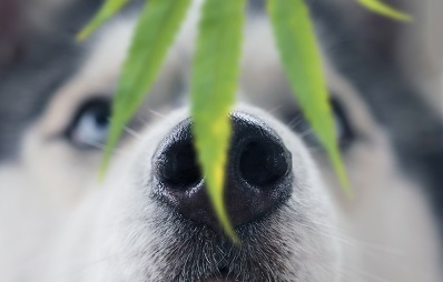 Cannabis für Hunde