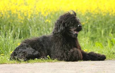 Cão de Água Português