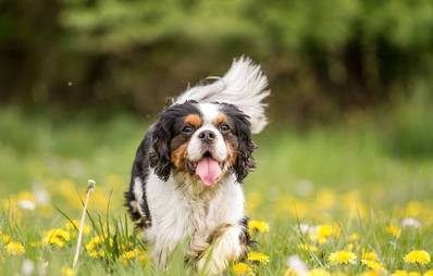Cavalier King Charles Spaniel