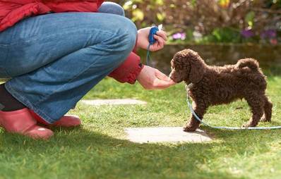 Clicker Training mit Hund